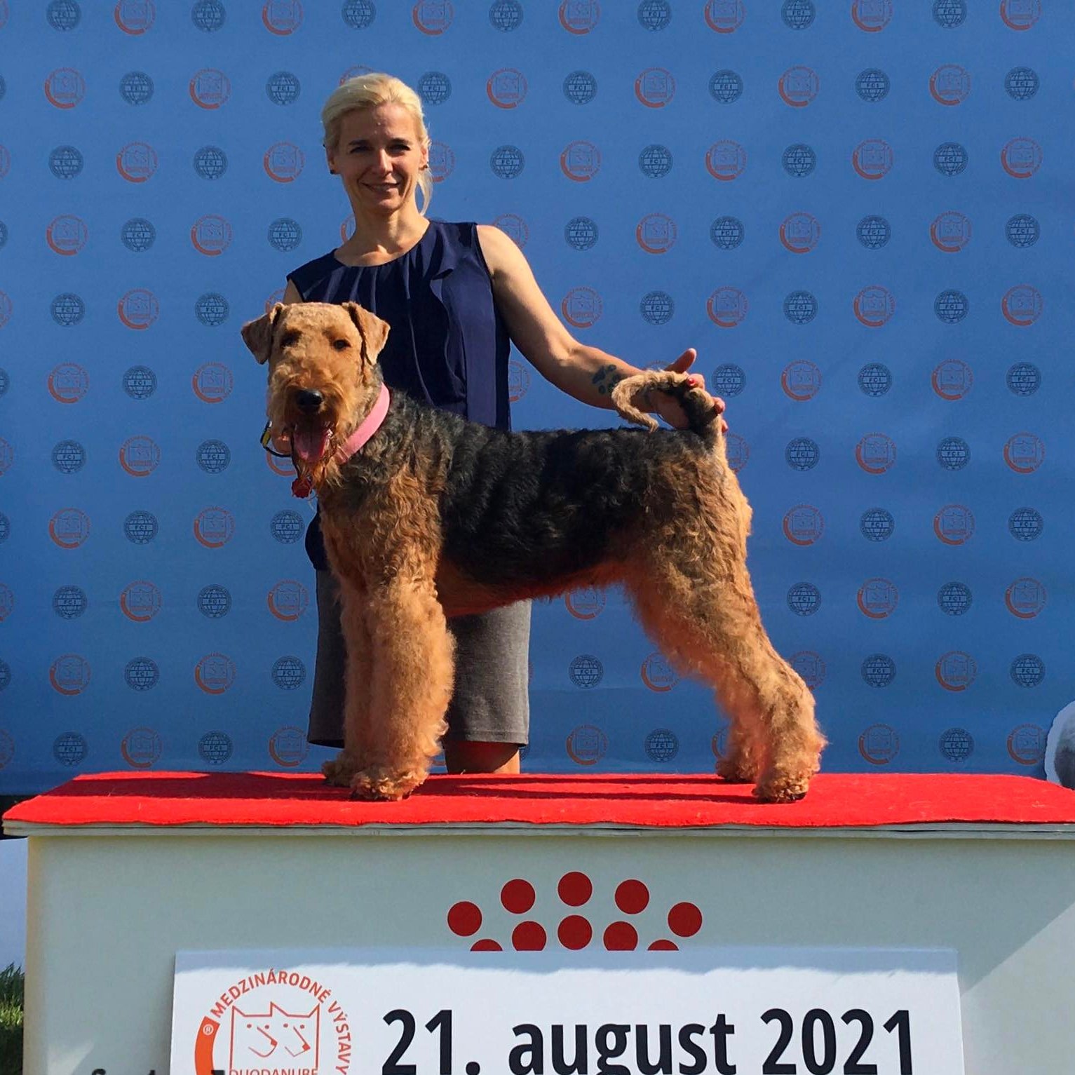 airedale terrier kiállításon