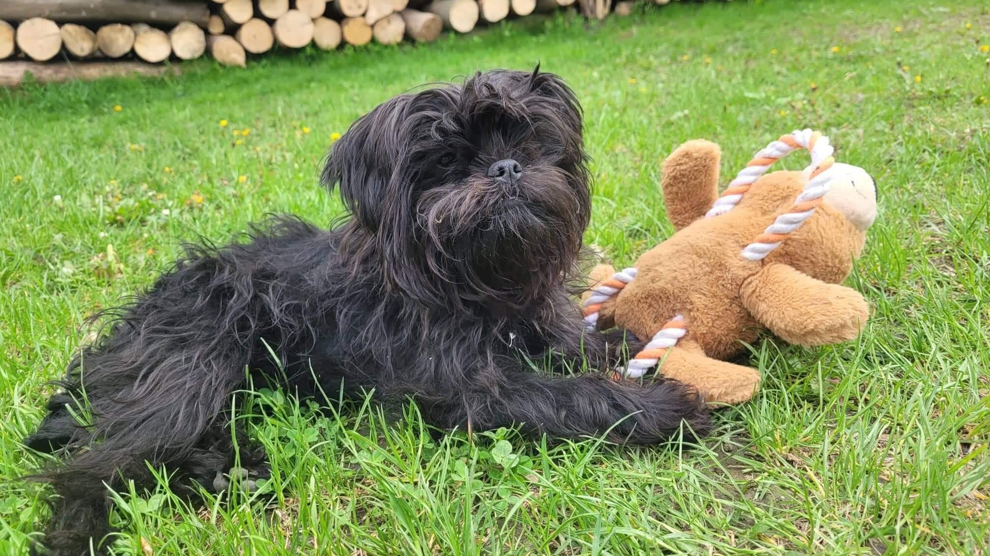 majompinscher plüssállattal a fűben