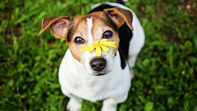 Kutya virággal_forrás: dogtime.com