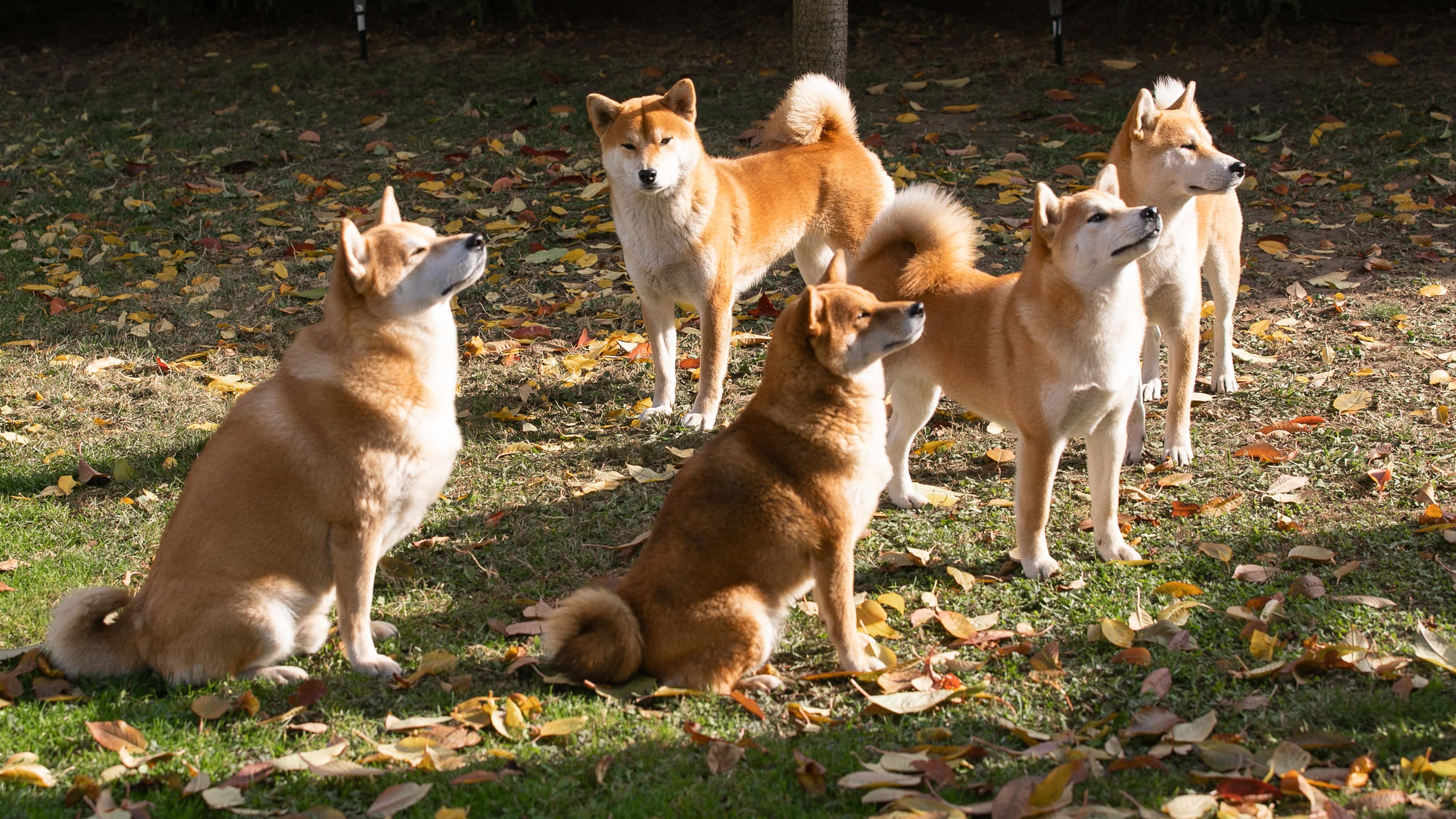 shiba falka