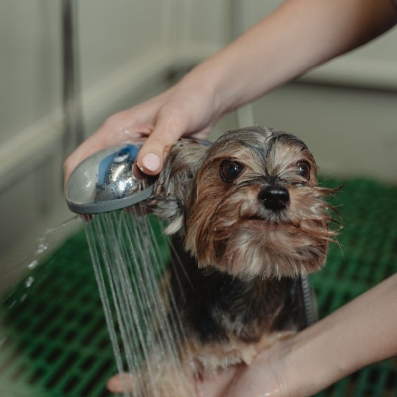 yorki fürdetés
