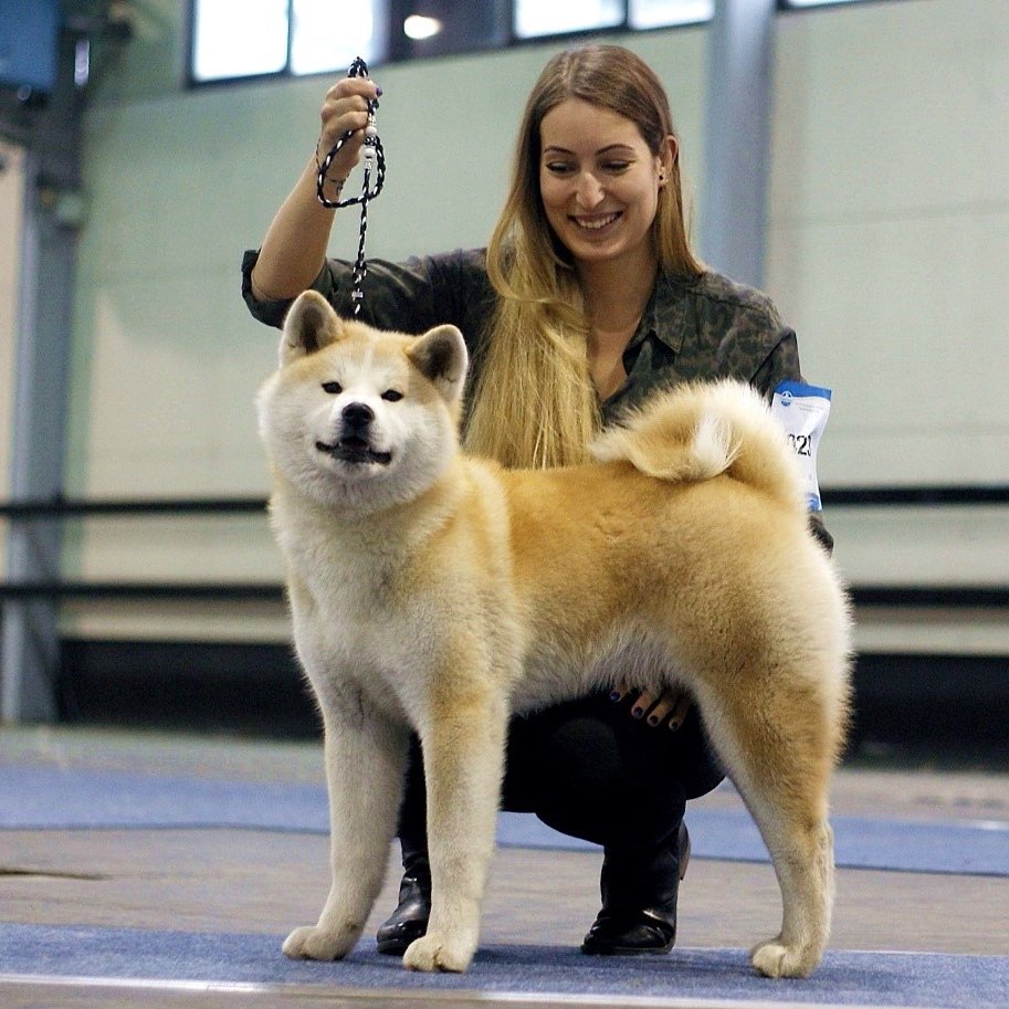 akita inu kiállításon