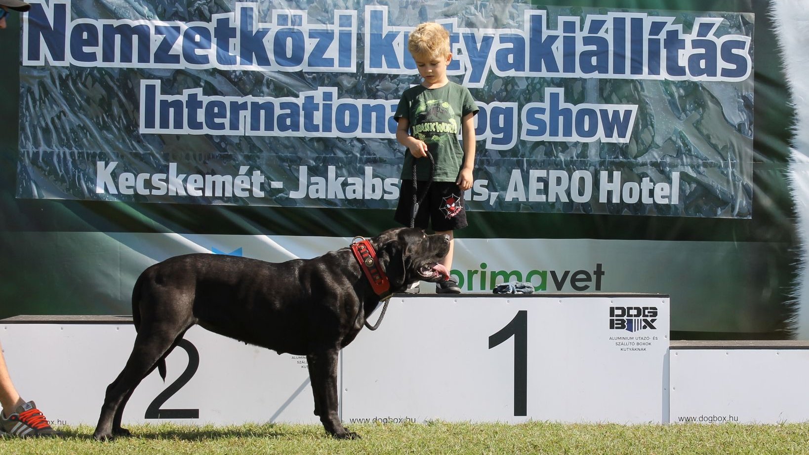 tosa inu kiállításon