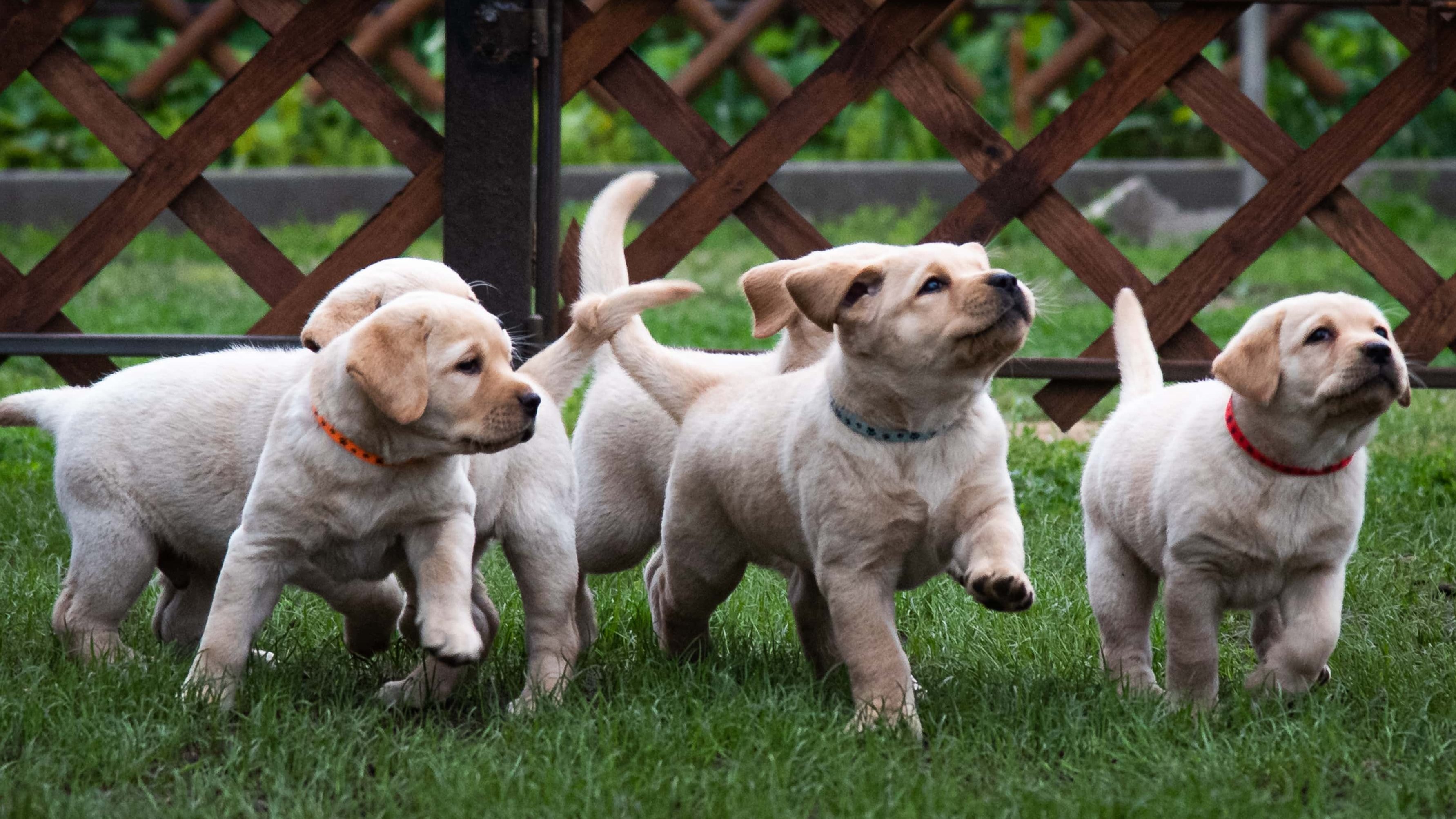 Tátrainé Felleg Zsuzsanna a Happyscute Labredor kennel tulajdonosának fotója