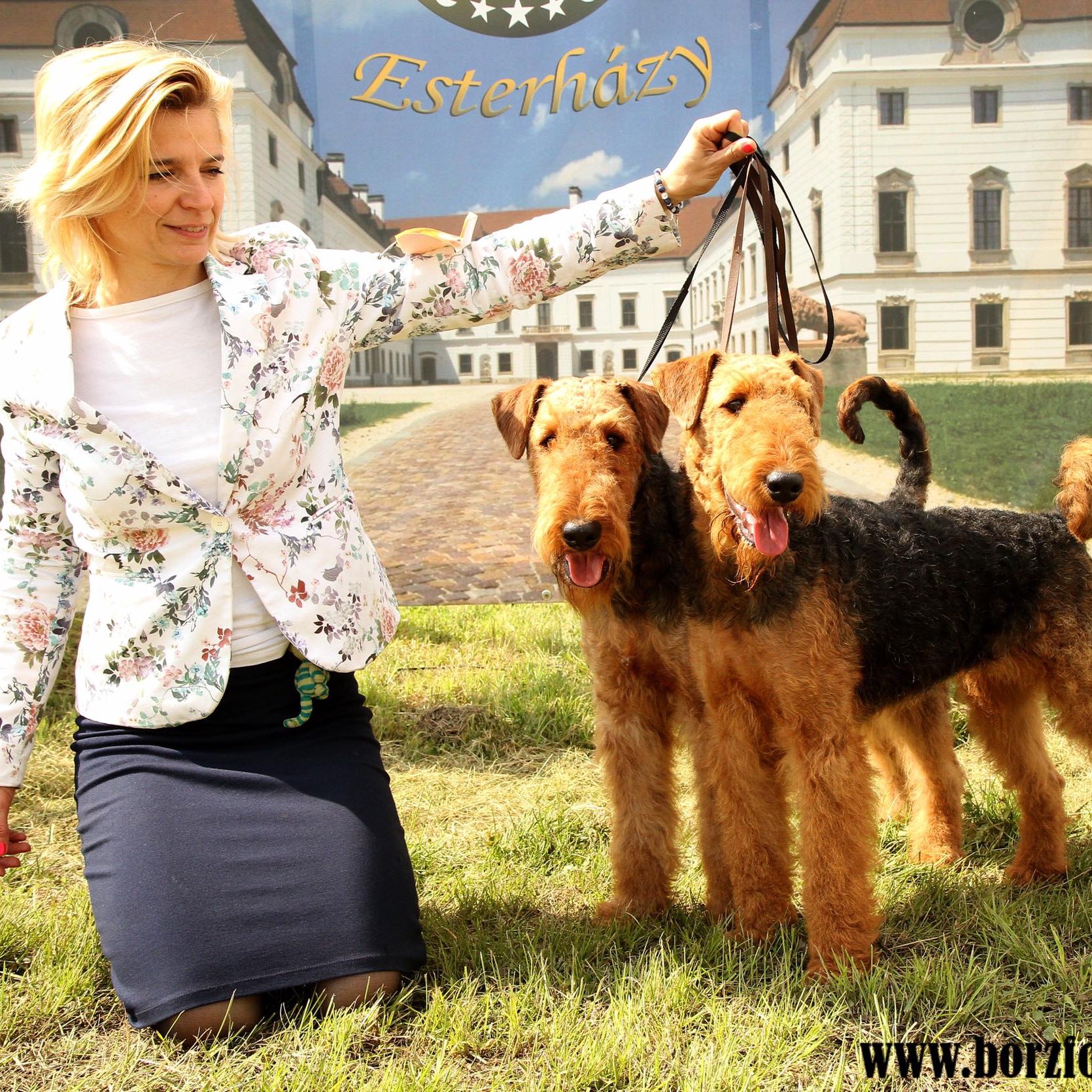 airedale terrier pár kiállításon
