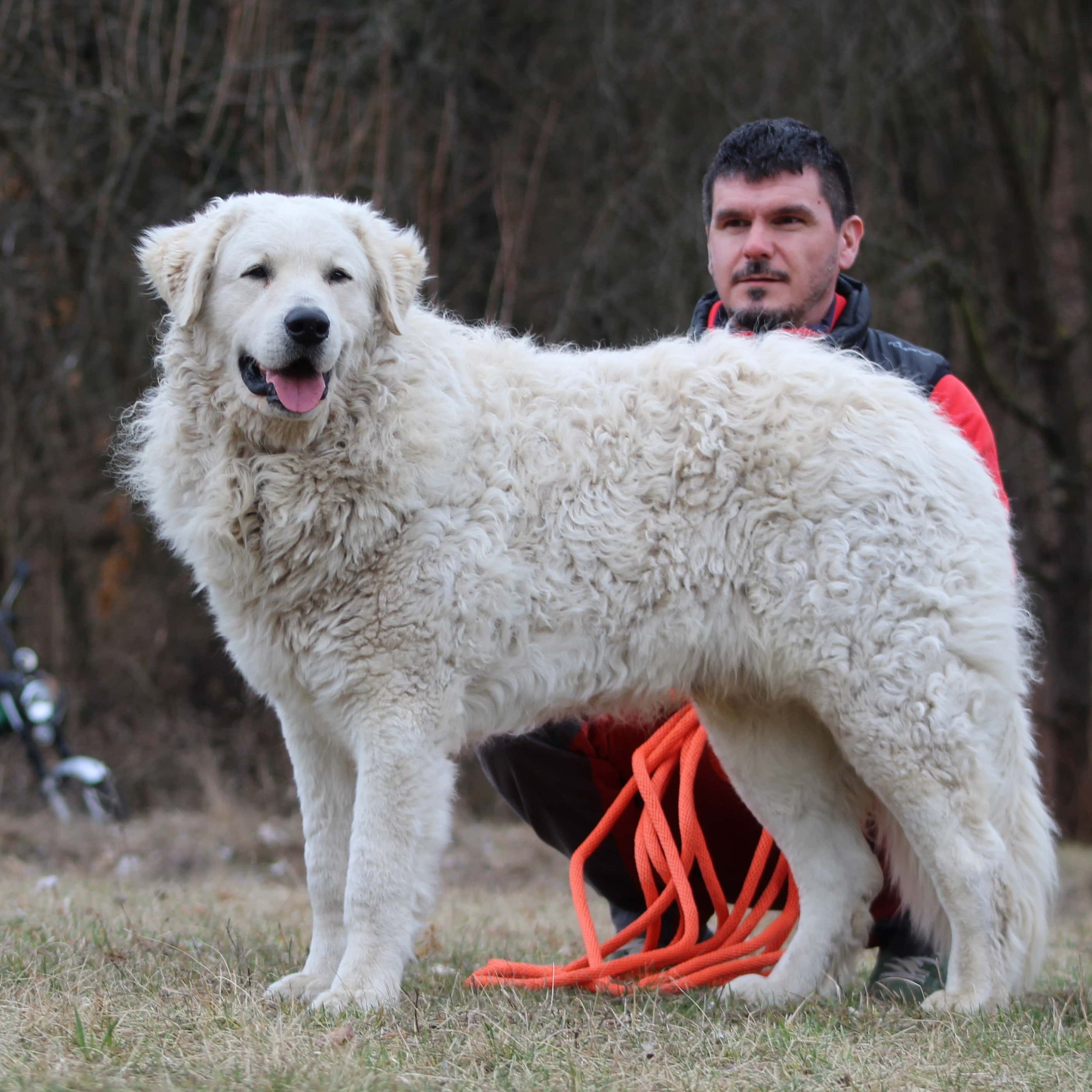 kuvasz gazdájával