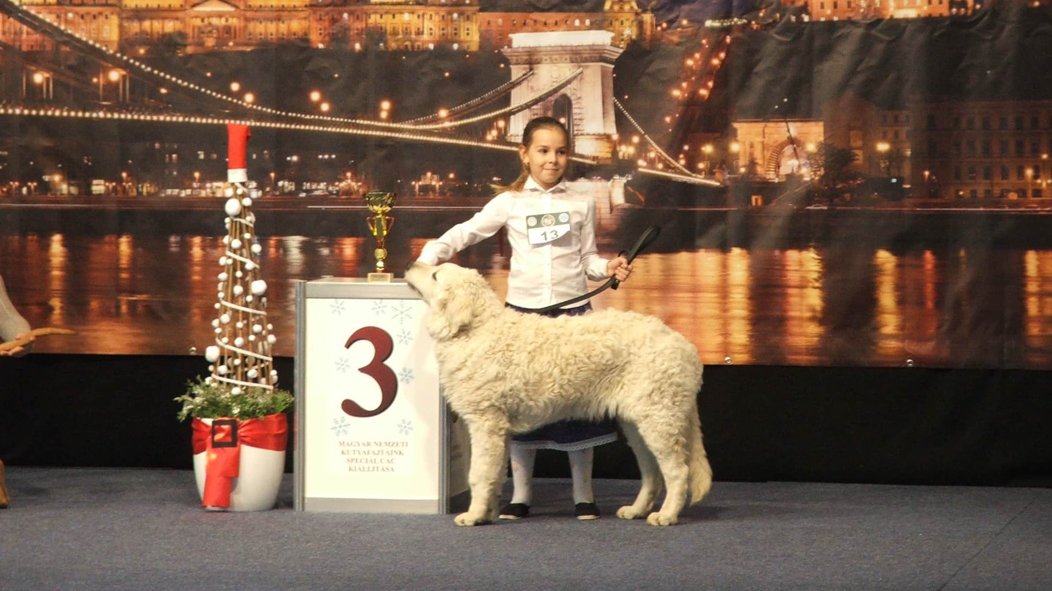 kuvasz kislánnyal kiállításon