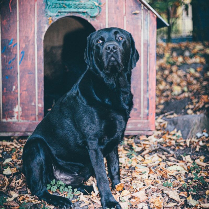 labrador kutyaház előtt