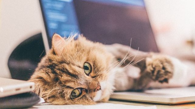 Cica a laptopon