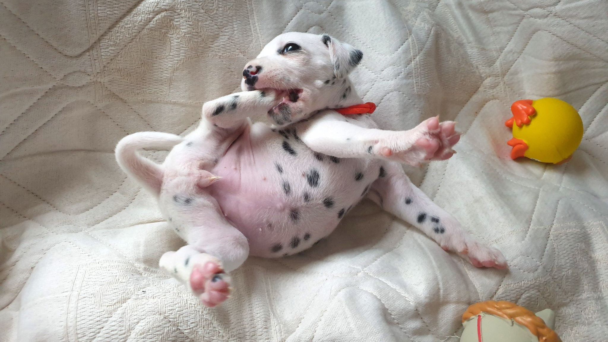 Tóth Noémi a Nomenimi’s Love Spots Dalmata Kennel tulajdonosának fotója