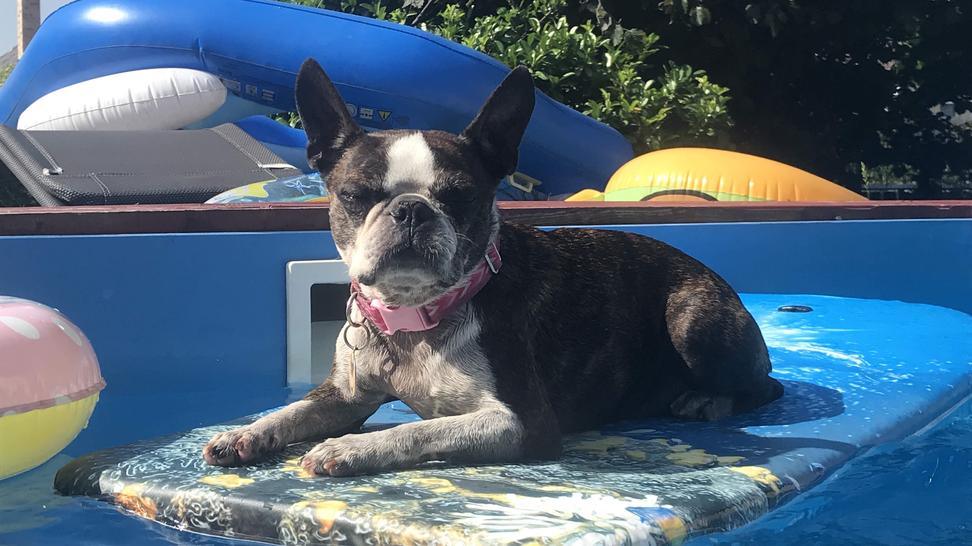 boston terrier lebeg matracon a medencében