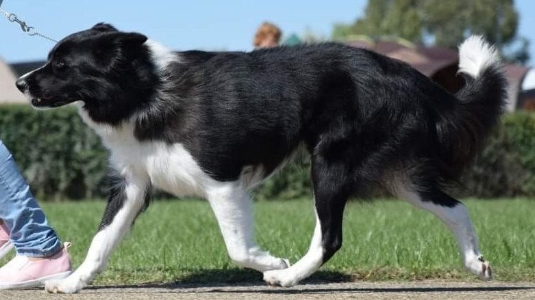 border collie üget pórázon