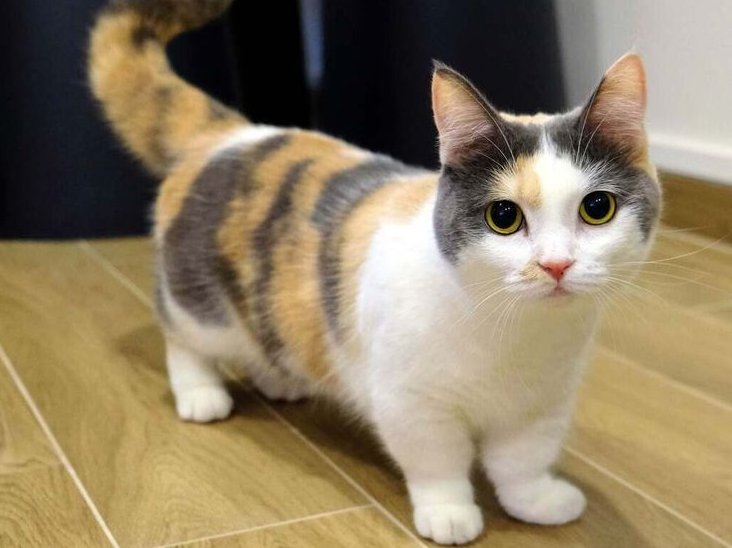 munchkin