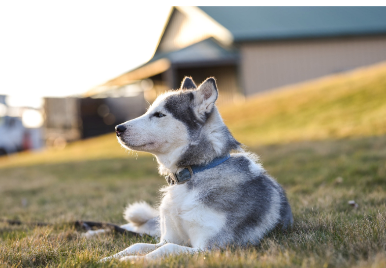napozó husky