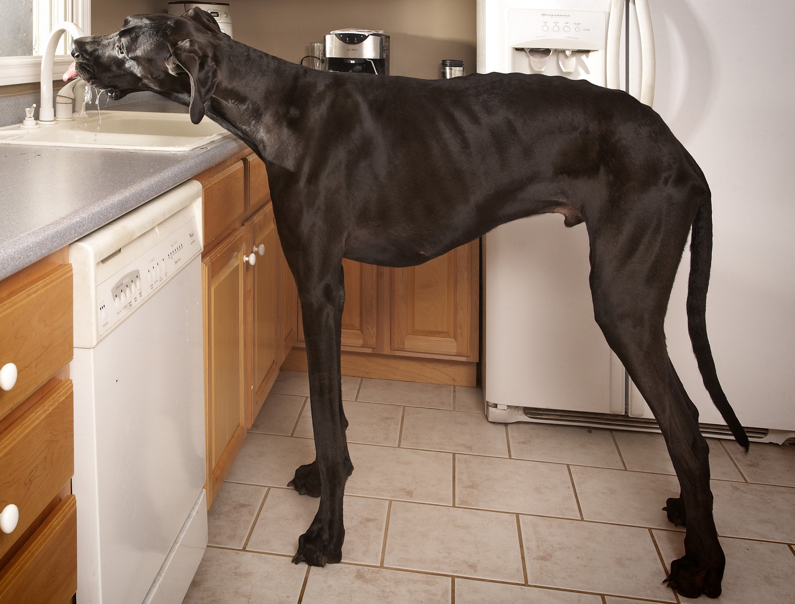 Zeus
