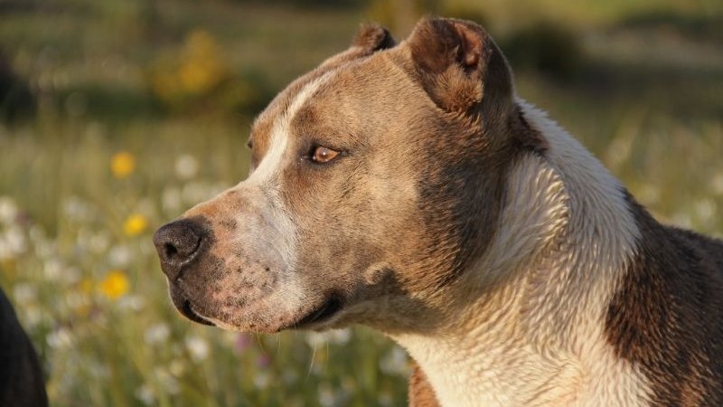 idős retriever focilabdaval