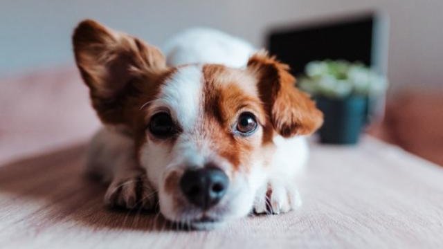 kutya_forrás: petmd.com