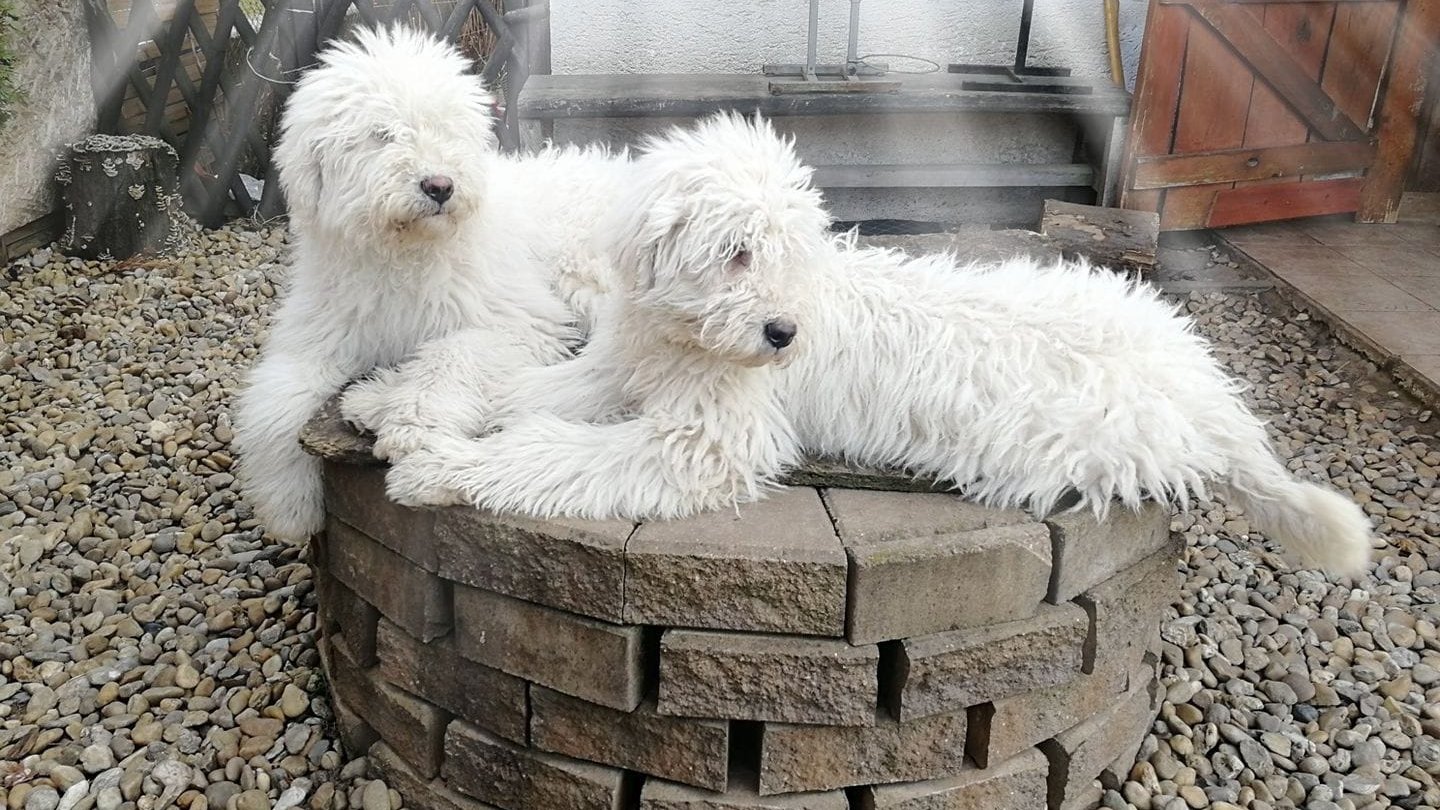 Anda-Marócsek Anita az Andaházi Tanyák őre komondor kennel tulajdonosának fotója