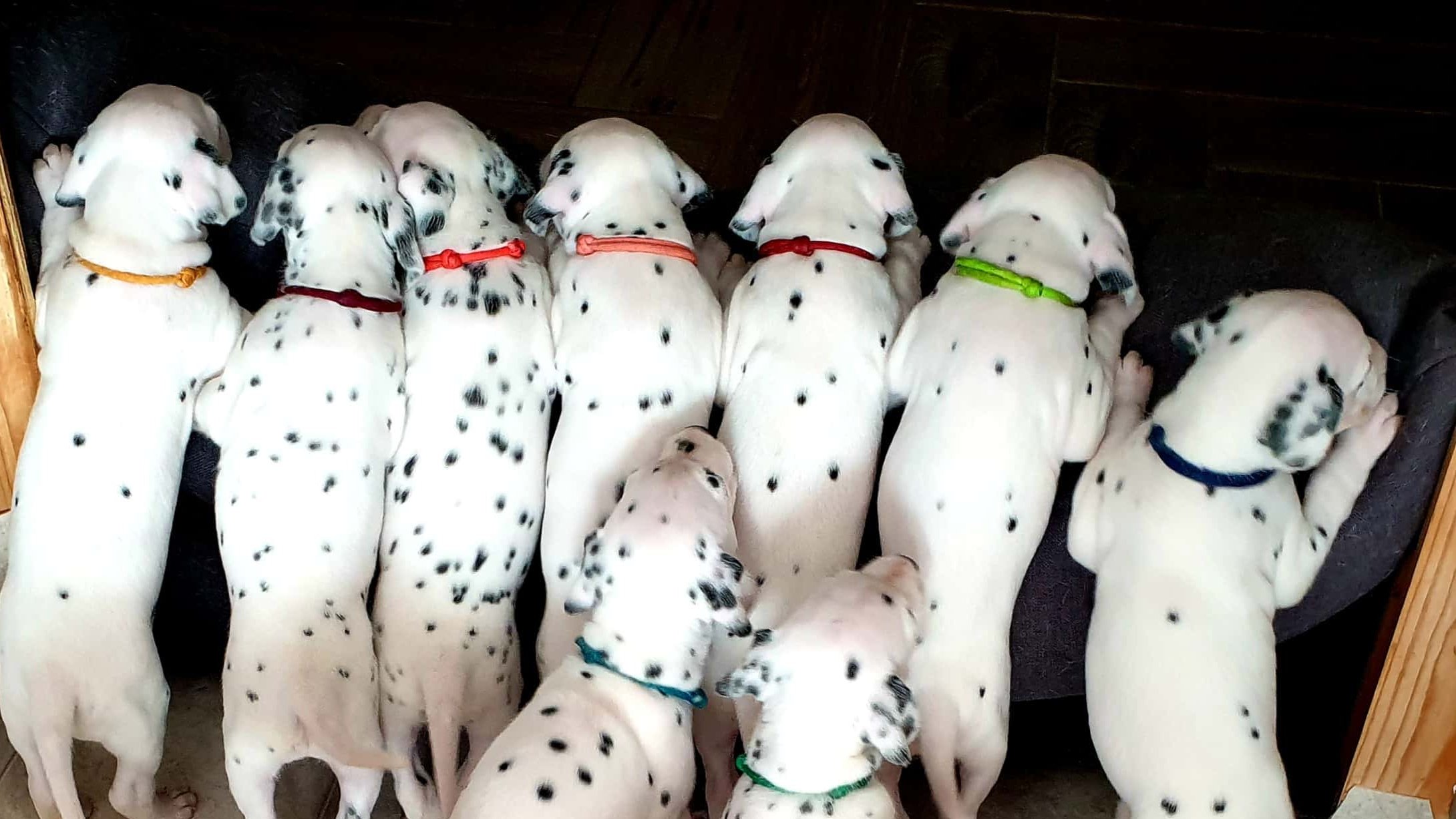 Tóth Noémi a Nomenimi’s Love Spots Dalmata Kennel tulajdonosának fotója