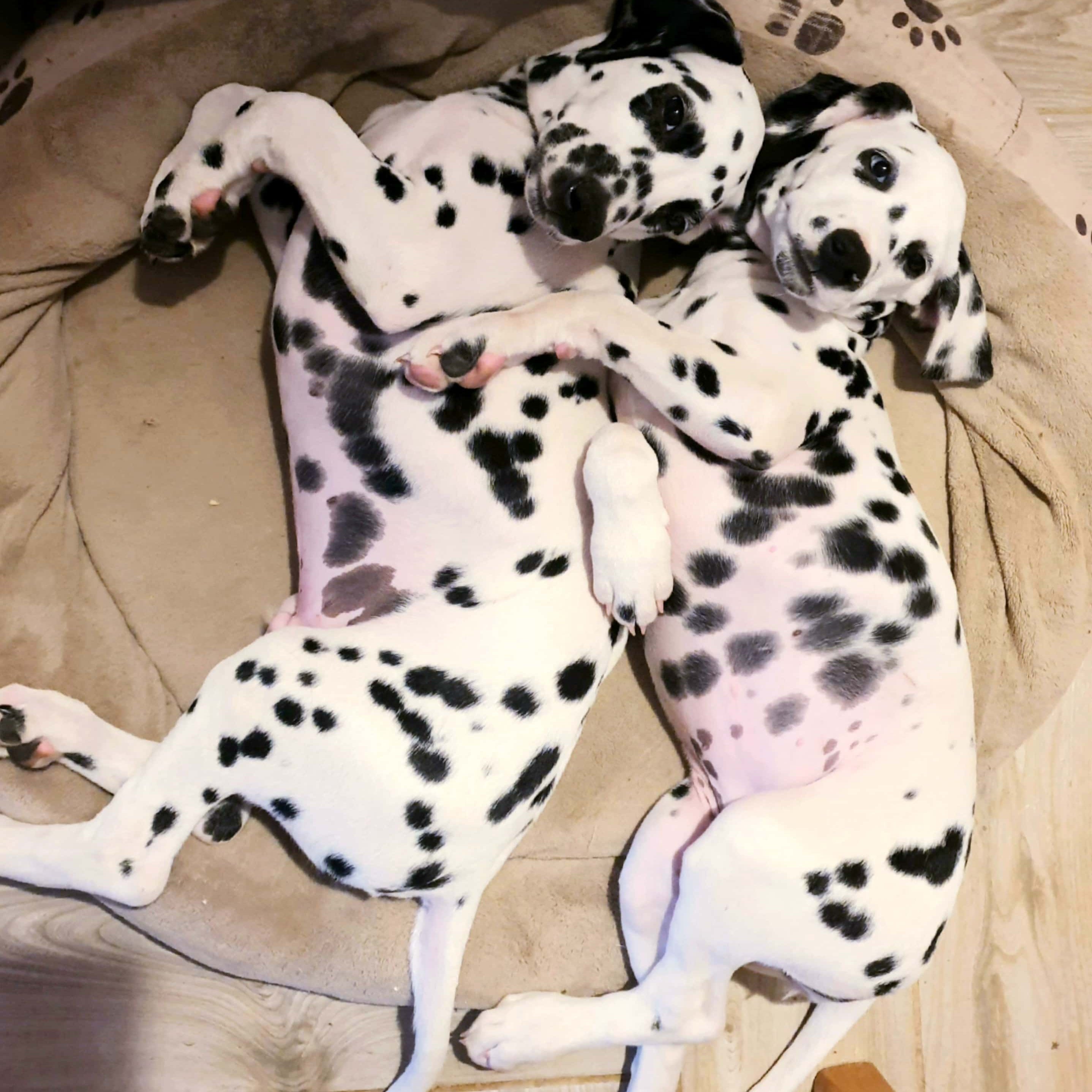 Tóth Noémi a Nomenimi’s Love Spots Dalmata Kennel tulajdonosának fotója