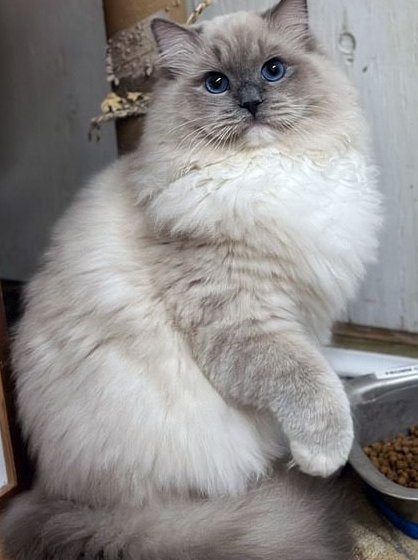 ragdoll