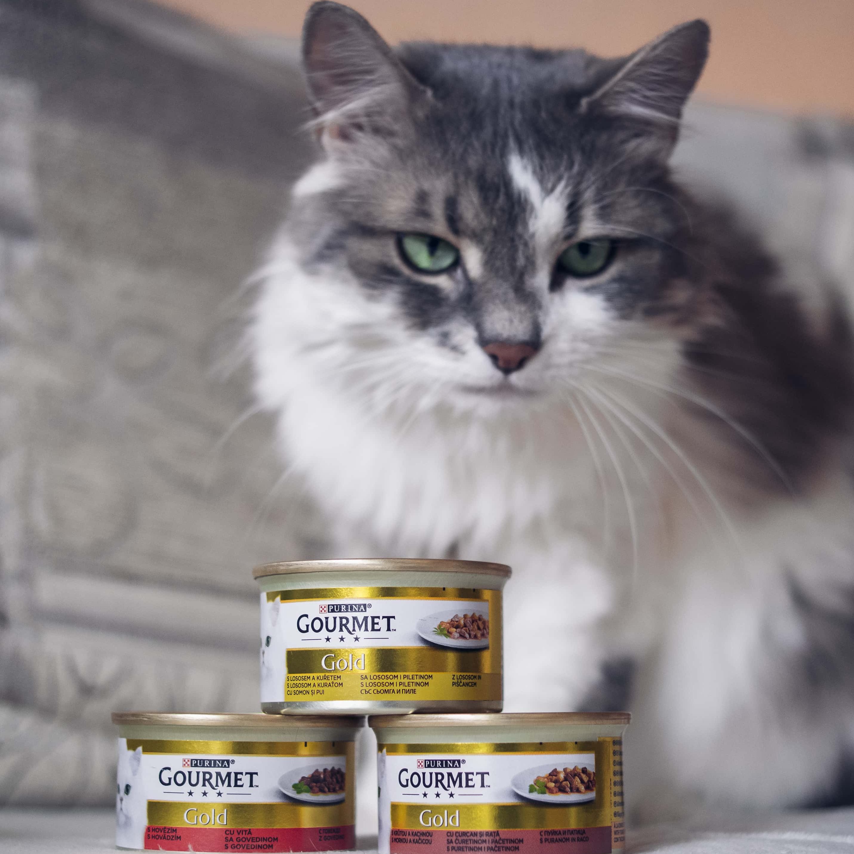 Macska Gourmet konzervekkel