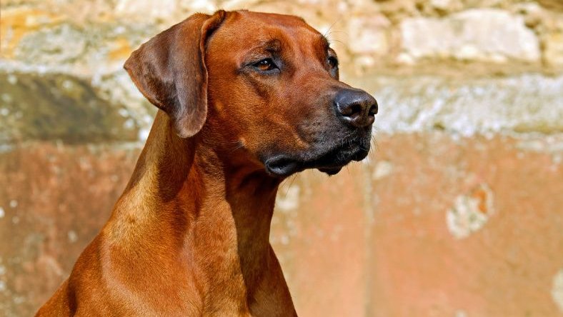 ridgeback