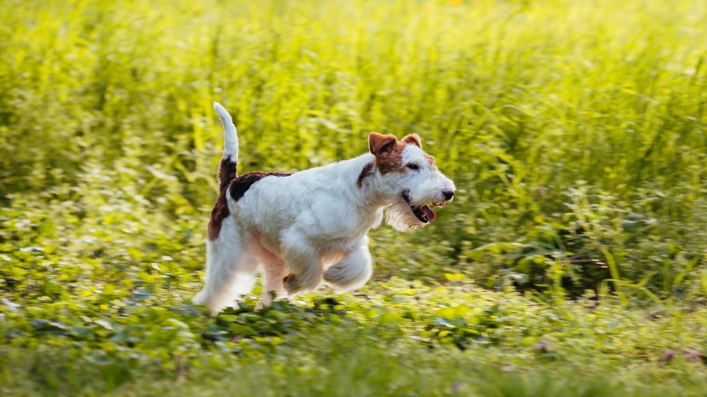 Szőke Attila az Eastern CURSE Kennel tulajdonosának fotója