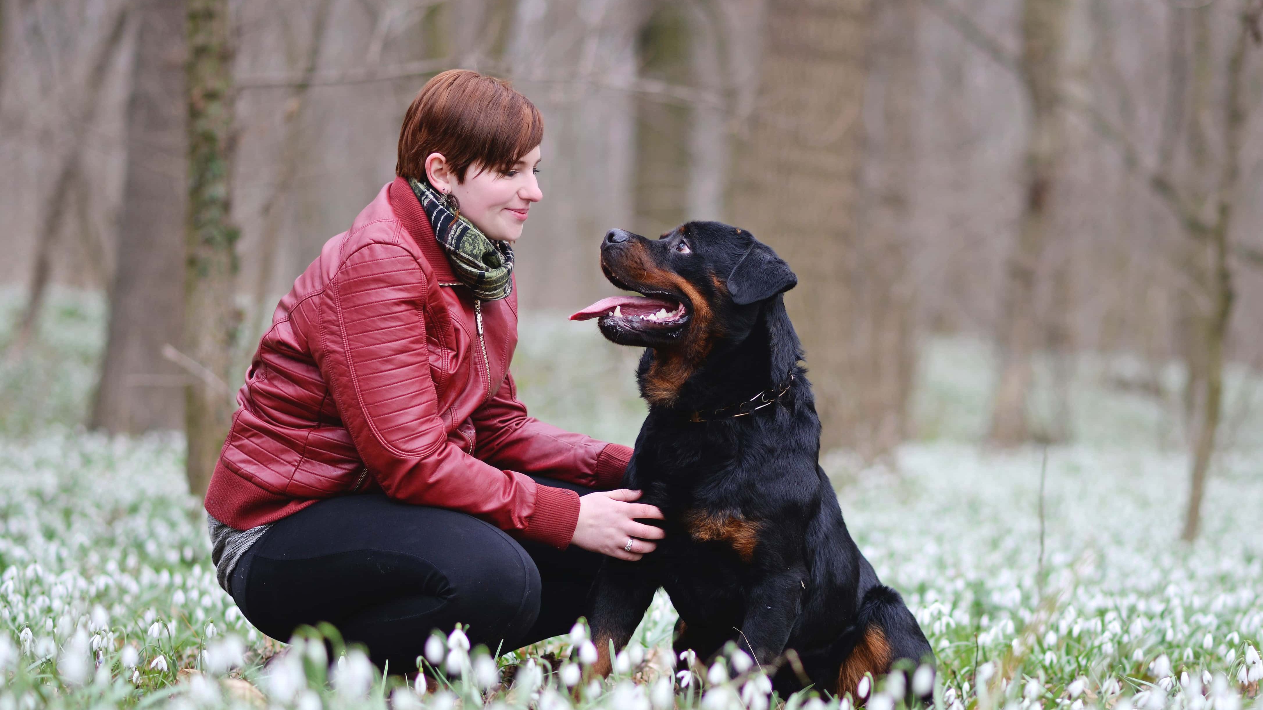 nő rottweiler kutyával guggol a virágok között