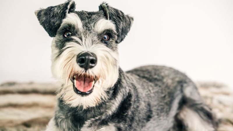 schnauzer