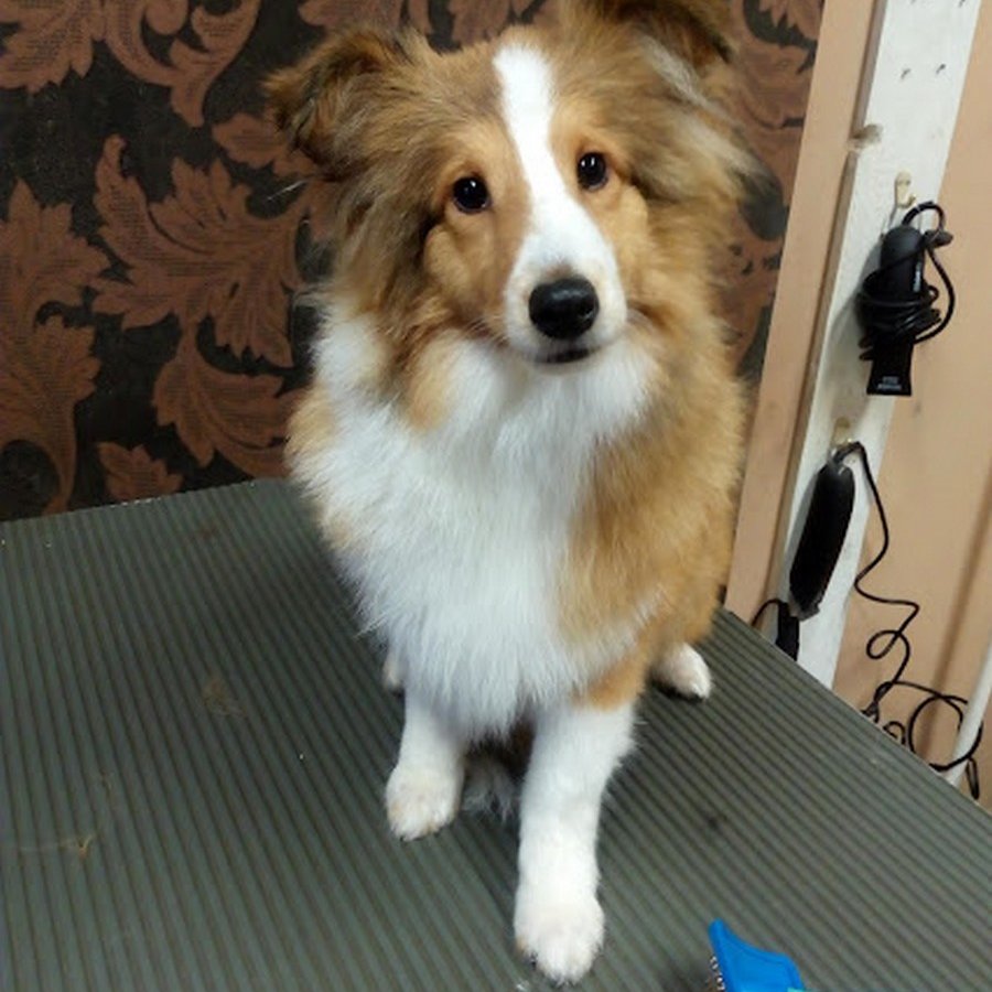 sheltie kozmetika