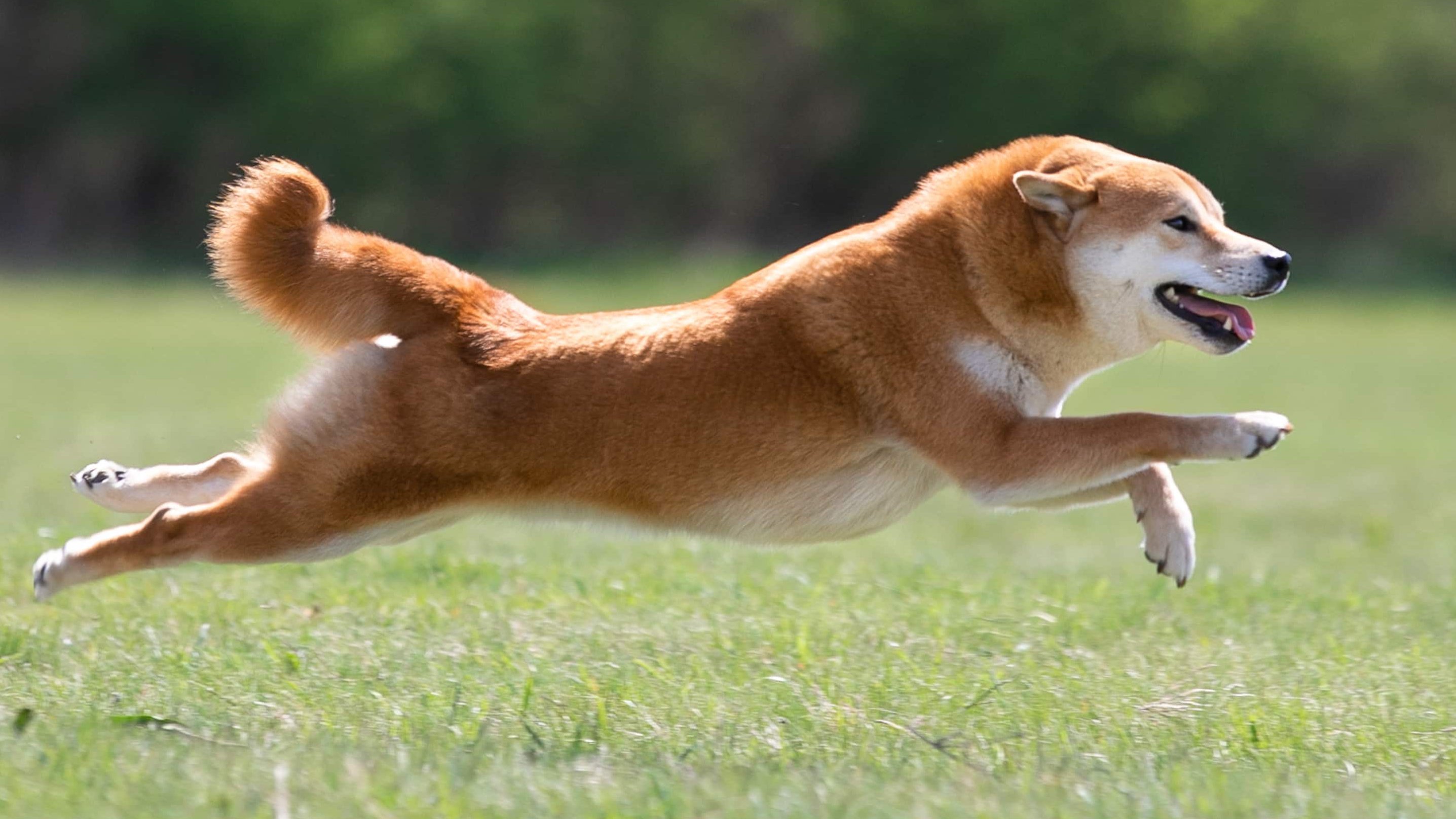 futó shiba