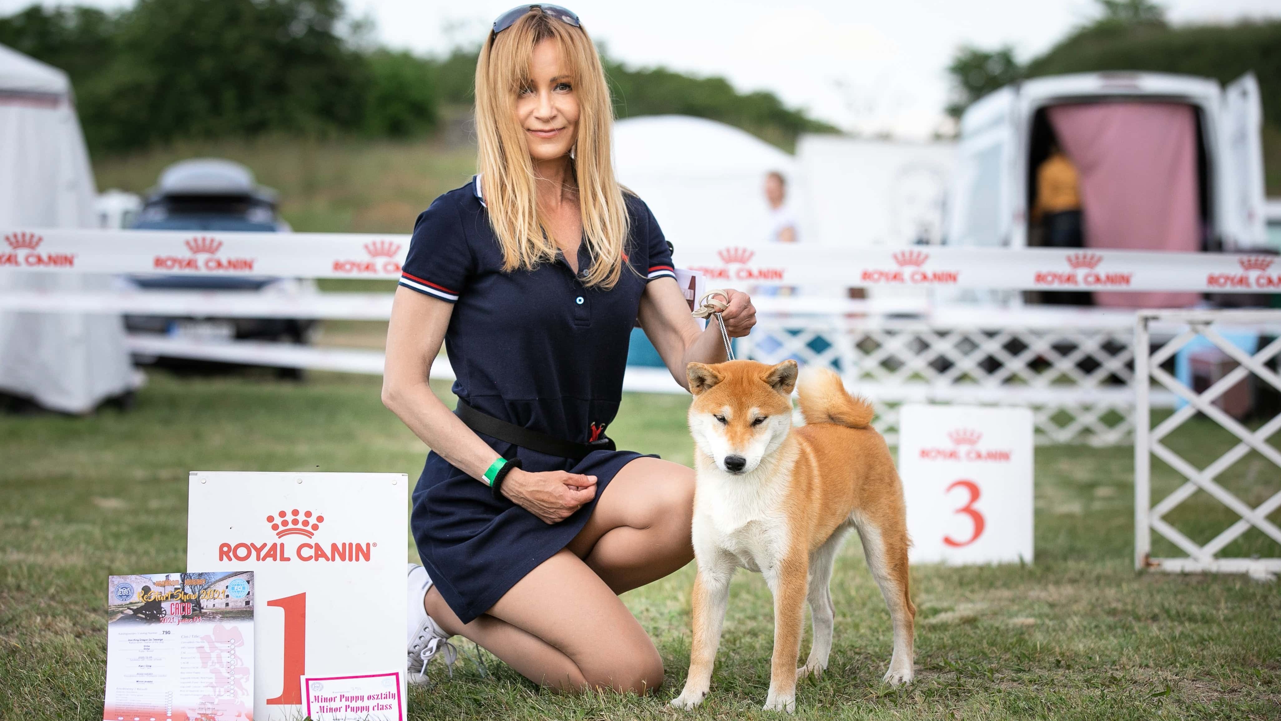 Shiba inu kiállításon