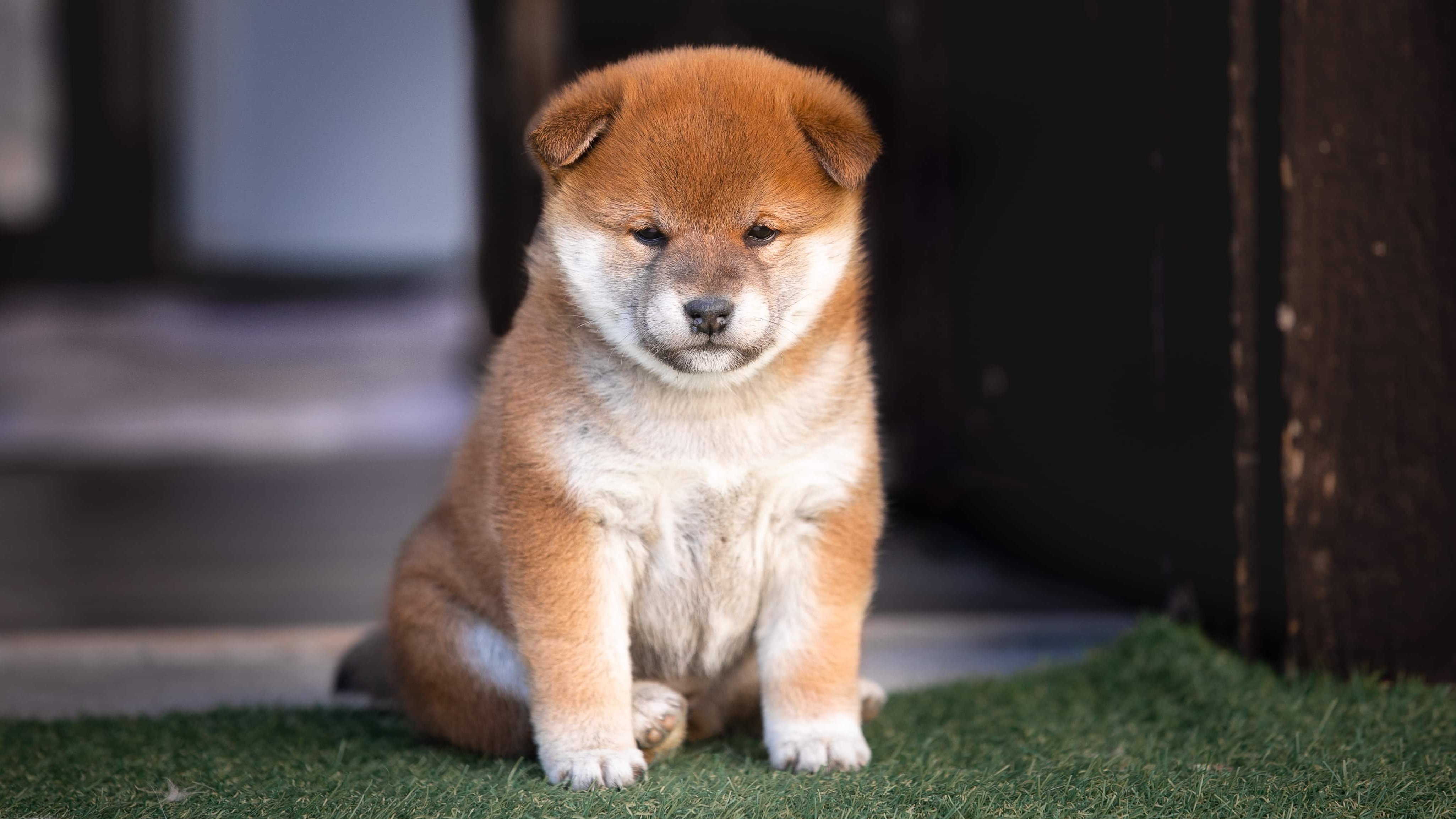 Kölyök shiba