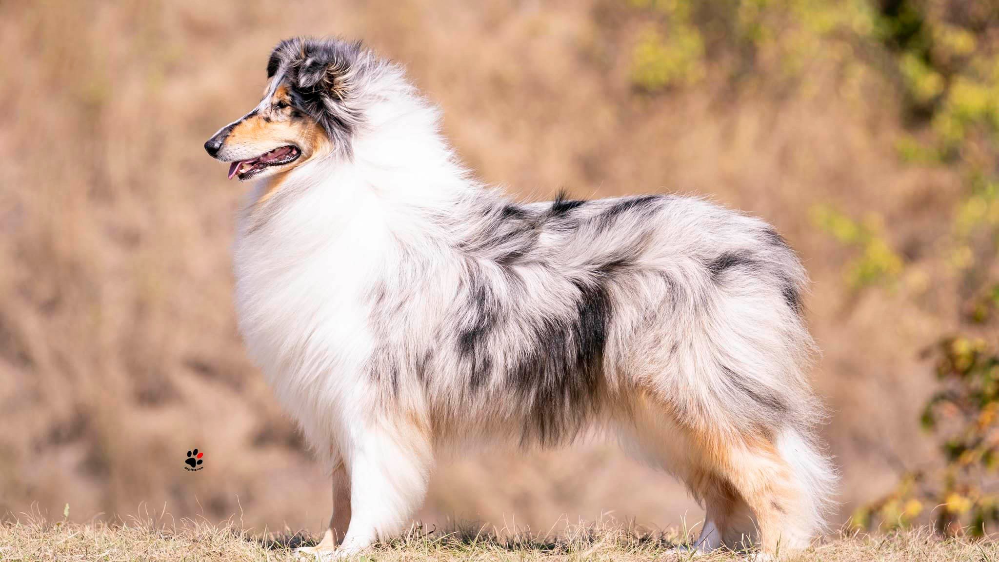 Zöldhelyi Adrienn az Agent Provocateur hosszúszőrű collie kennel tulajdonosának fotója