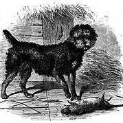 Skót terrier 1859._forrás: en.wikipedia.org