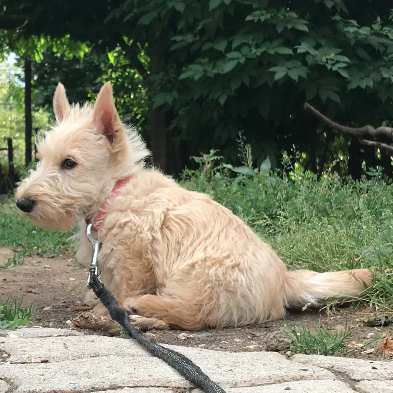 skót terrier