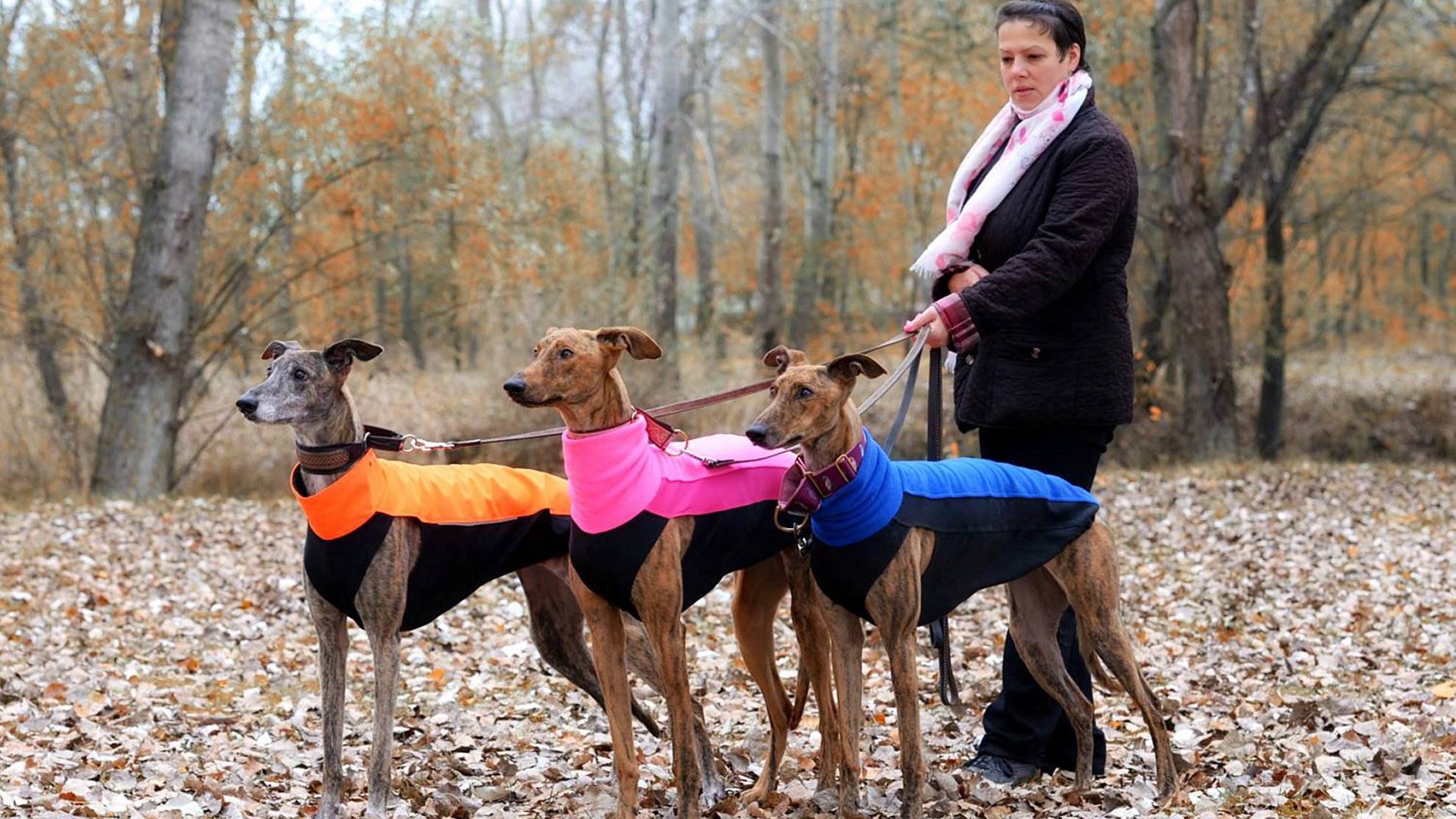 Benczur Andrea a Napsuhanó magyar agár kennel tulajdonosának fotója