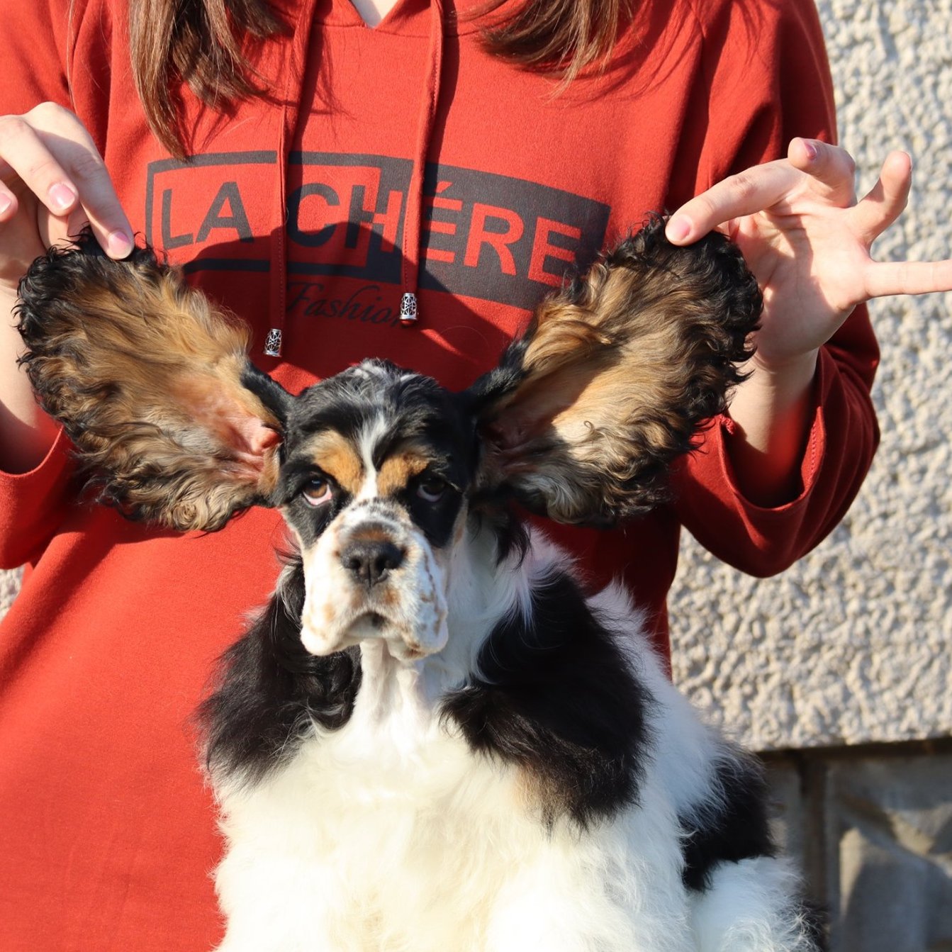 Tankovics Kornélia a KoriCockers Kennel tulajdonosának fotója