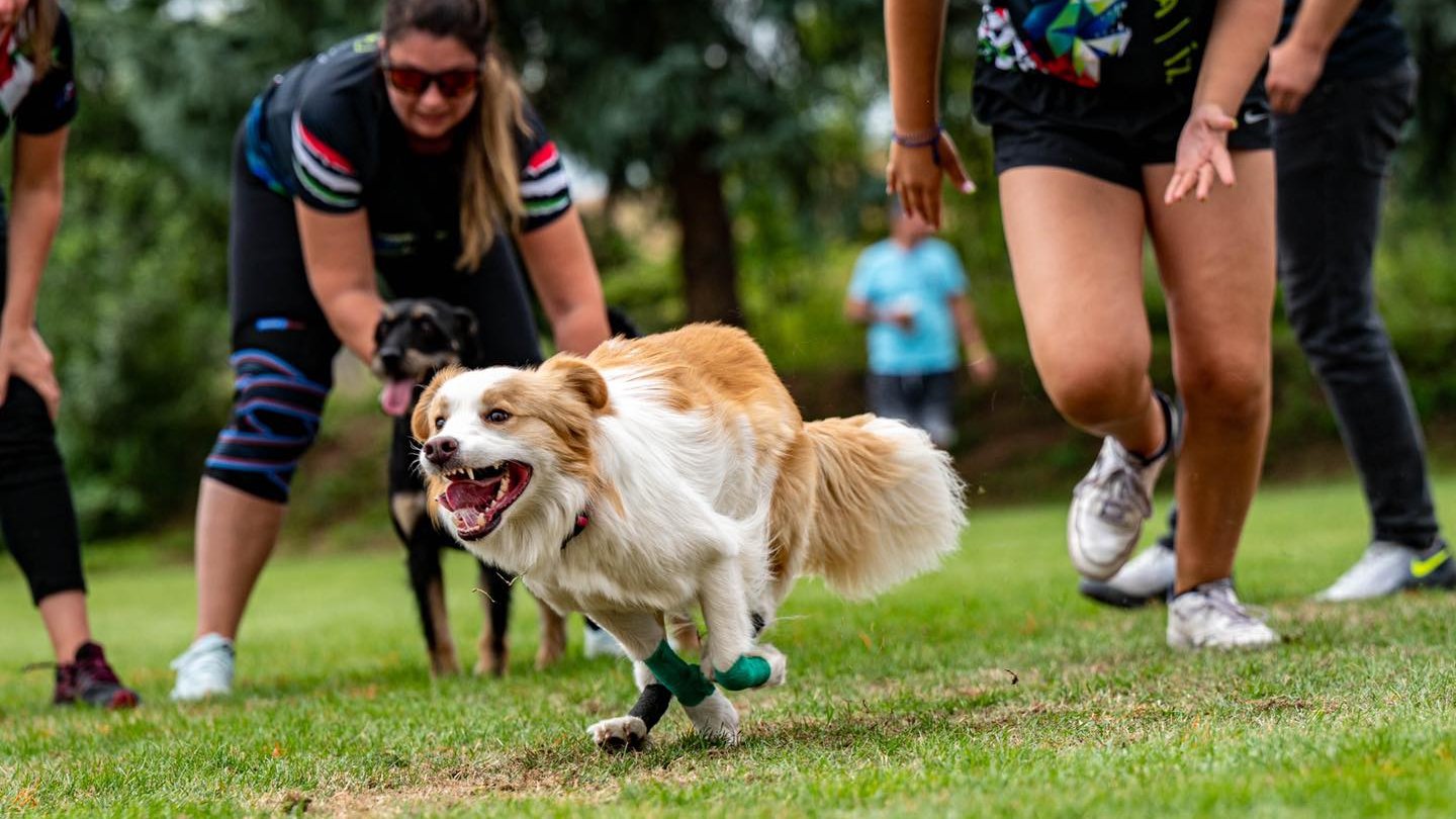 fehé-vörös border collie flyballozik