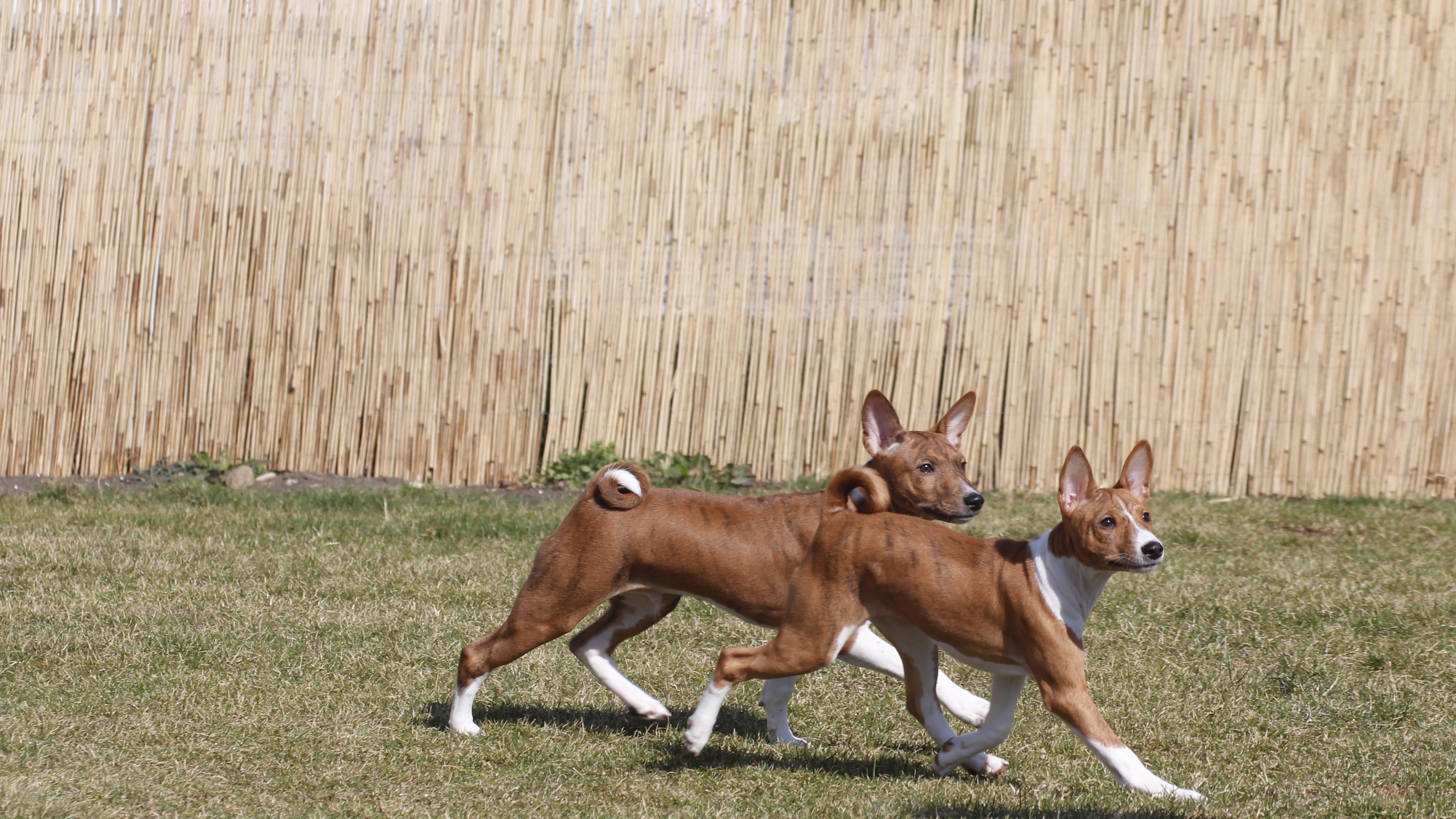 basenji pár az udvaron