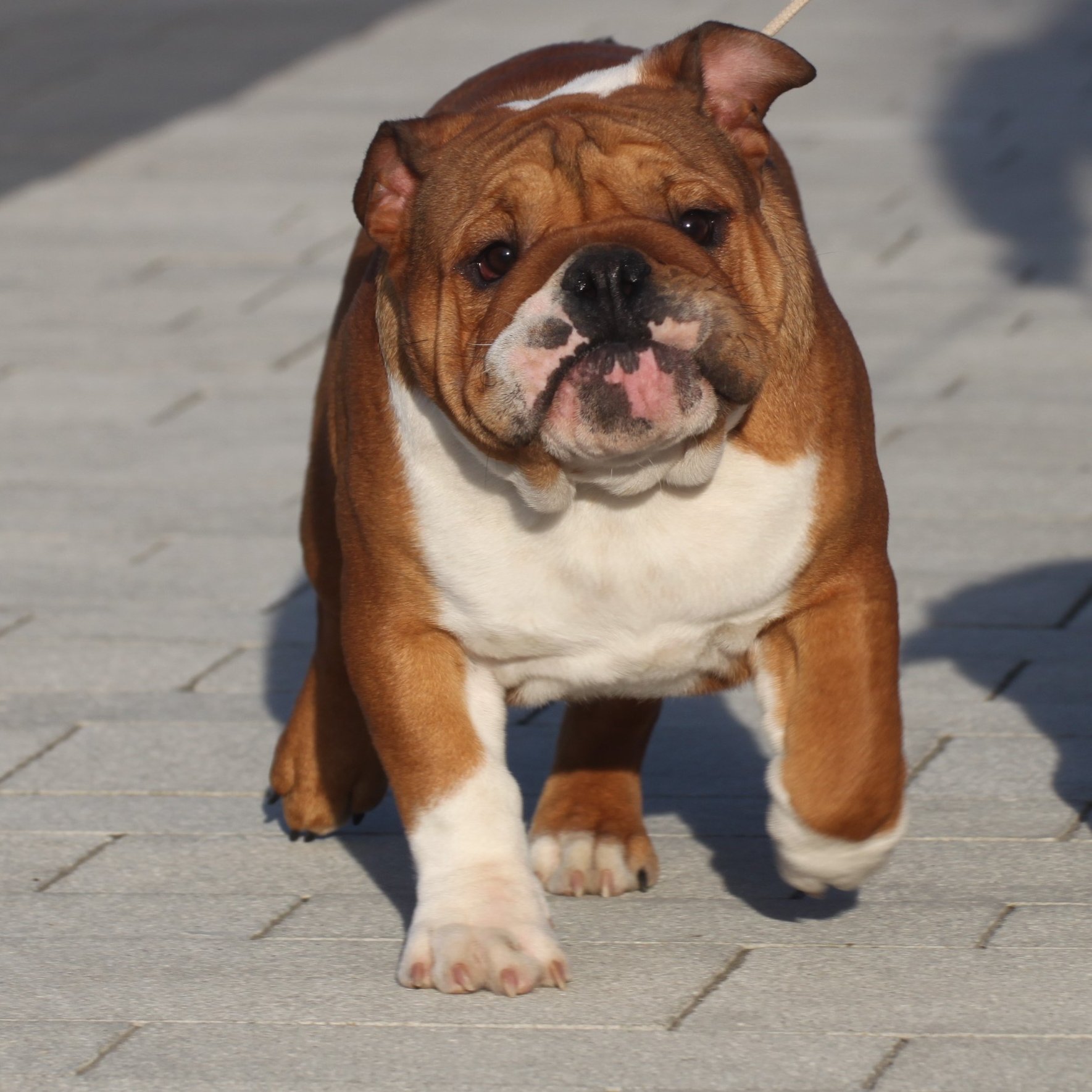 Boross Mónika a Black –Treasure Dogs kennel tulajdonosának fotója