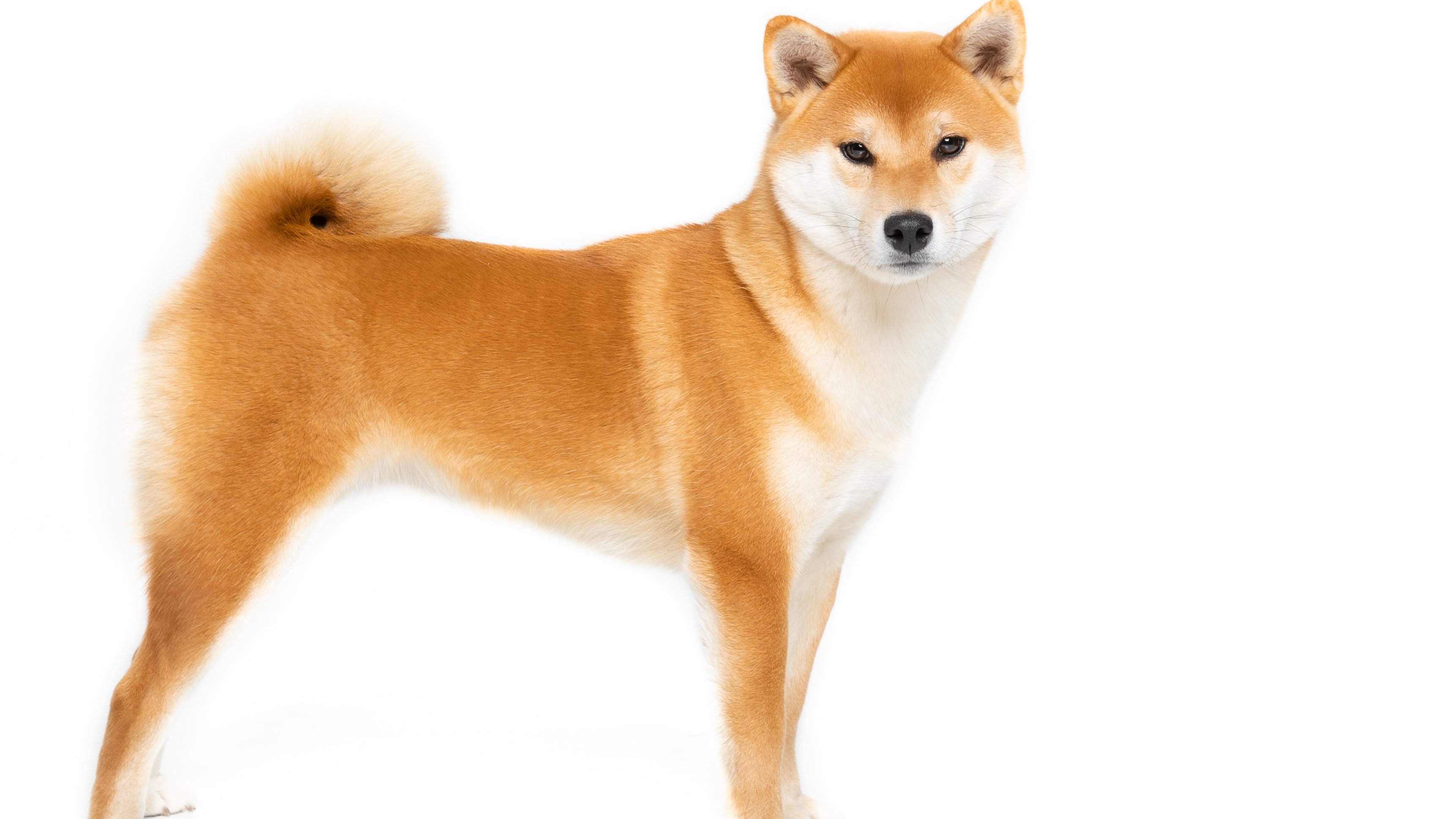 Szuka shiba