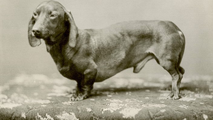 1892.-es portré Tacskóról_forrás: akc.org
