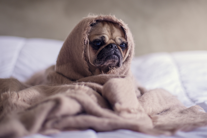 Forrás: canva.com