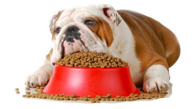 Bulldog fekszik megpakolt tál előtt