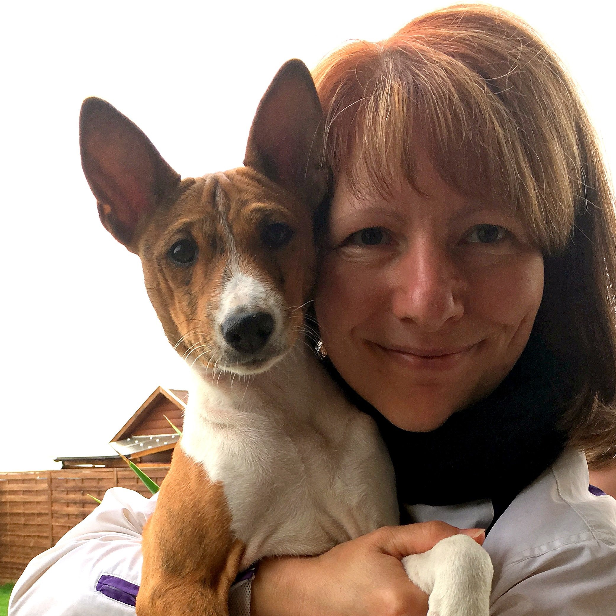 basenji
