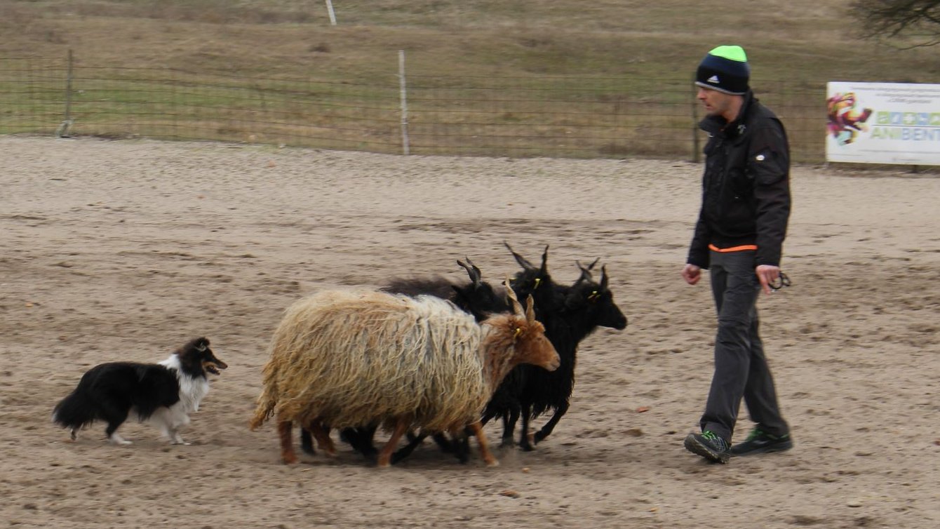 sheltie birkákat terel