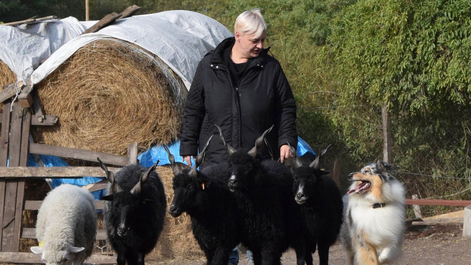 skót juhászkutya birkákkal és gazdájával