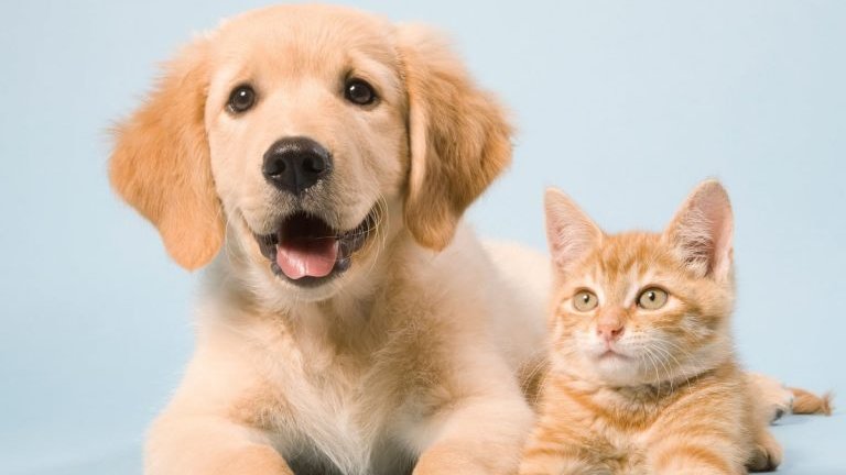 kölyökkutya kölyökcicával, forrás: thecatandthedog.com